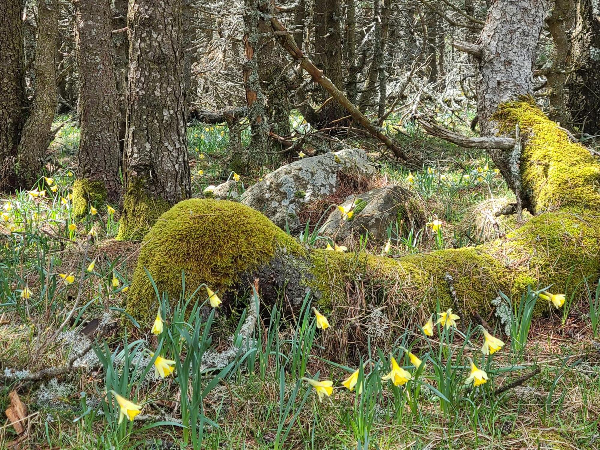 Gites La Boletiere Saint-Étienne-du-Valdonnez Exteriör bild